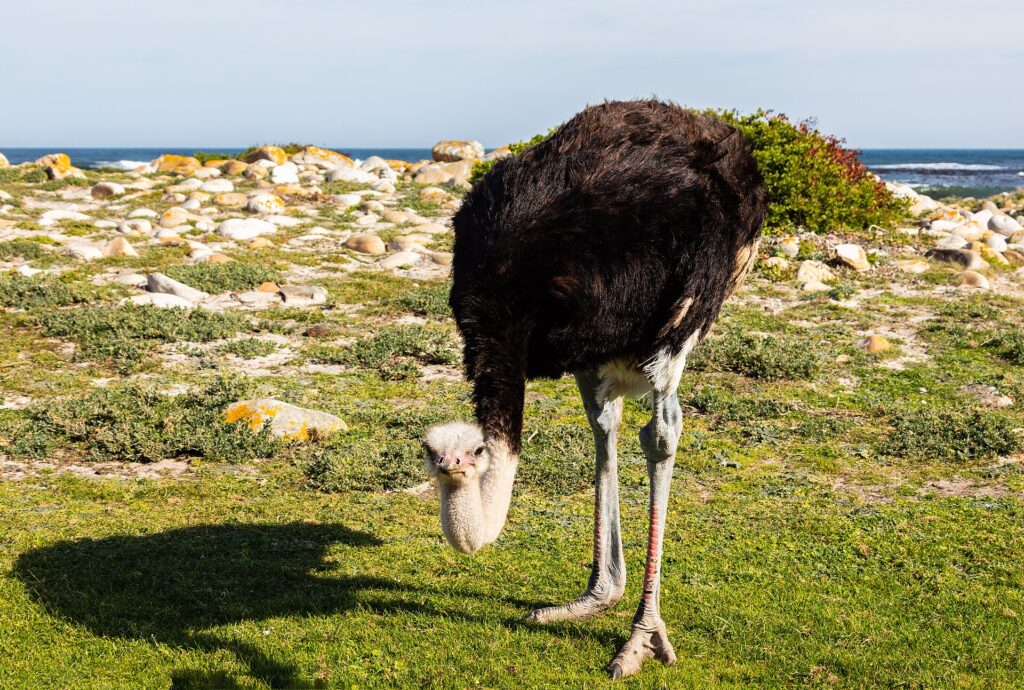 Pštrosí samec sklání hlavu k nízké trávě, má černé peří, šedomodrý krk a zarudlé nohy, za ním světlé skály a oceán
