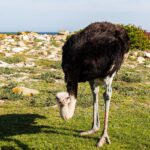 Pštrosí samec sklání hlavu k nízké trávě, má černé peří, šedomodrý krk a zarudlé nohy, za ním světlé skály a oceán