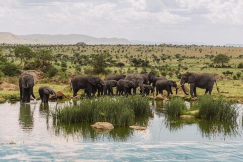 Stádo slonů u napajedla při pohledu z infinity bazénu Four Seasons Safari Lodge Serengeti