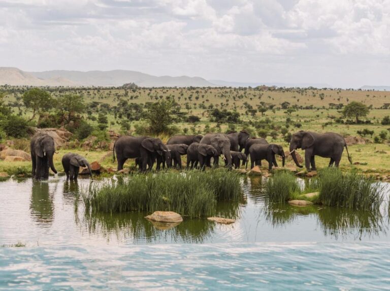 Stádo slonů u napajedla při pohledu z infinity bazénu Four Seasons Safari Lodge Serengeti