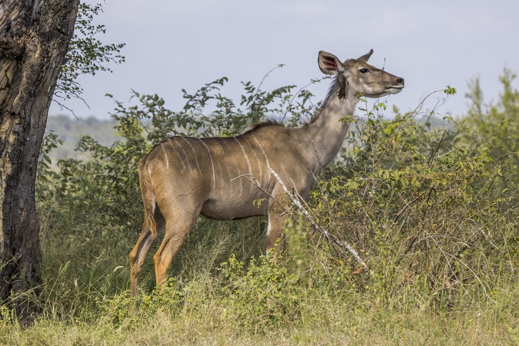Samice kudu velkého bez rohů, se žlutohnědou srstí s bílými pruhy a velkýma ušima, na krku jí visí klubák, stojí před keři