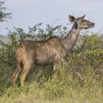 Samice kudu velkého bez rohů, se žlutohnědou srstí s bílými pruhy a velkýma ušima, na krku jí visí klubák, stojí před keři