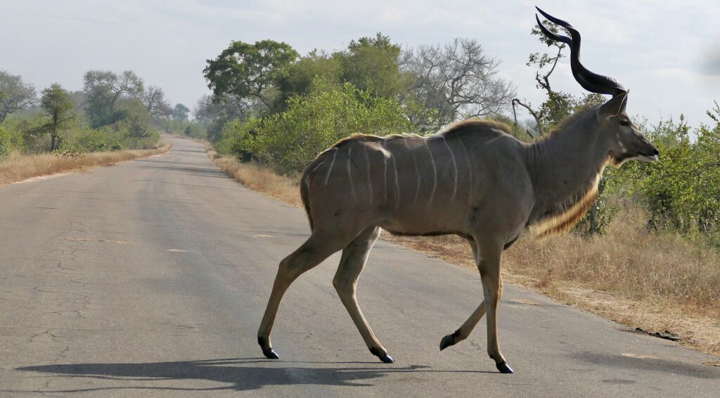 Samec kudu velkého přechází krokem asfaltovou silnici, spirálovité rohy vztyčené, šedý bok s bílými pruhy, po obou stranách suchá tráva a buš
