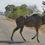 Samec kudu velkého přechází krokem asfaltovou silnici, spirálovité rohy vztyčené, šedý bok s bílými pruhy, po obou stranách suchá tráva a buš