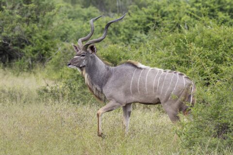 Samec kudu velkého kráčí z profilu vysokou trávou, s velkými spirálovitými rohy, šedou srstí s bílými pruhy, bílou krokví mezi očima a vousem pod krkem