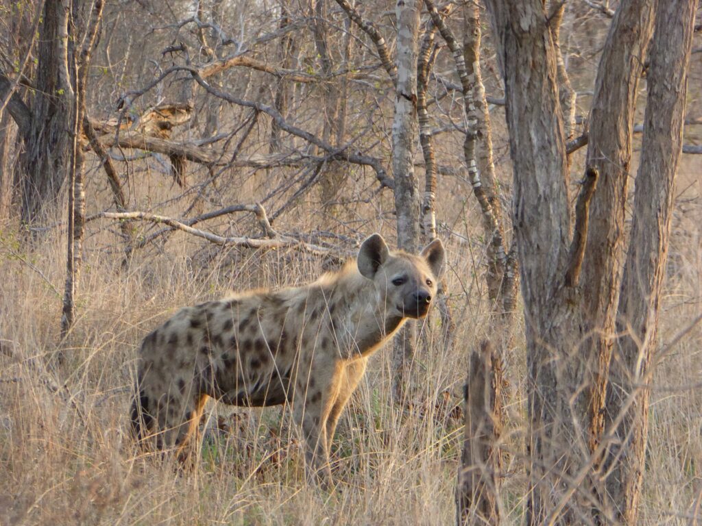Hyena skvrnitá stojí v suché trávě mezi holými kmeny, hlavu otočenou k objektivu, v šedé zimní buši