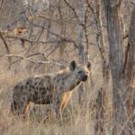 Hyena skvrnitá stojí v suché trávě mezi holými kmeny, hlavu otočenou k objektivu, v šedé zimní buši