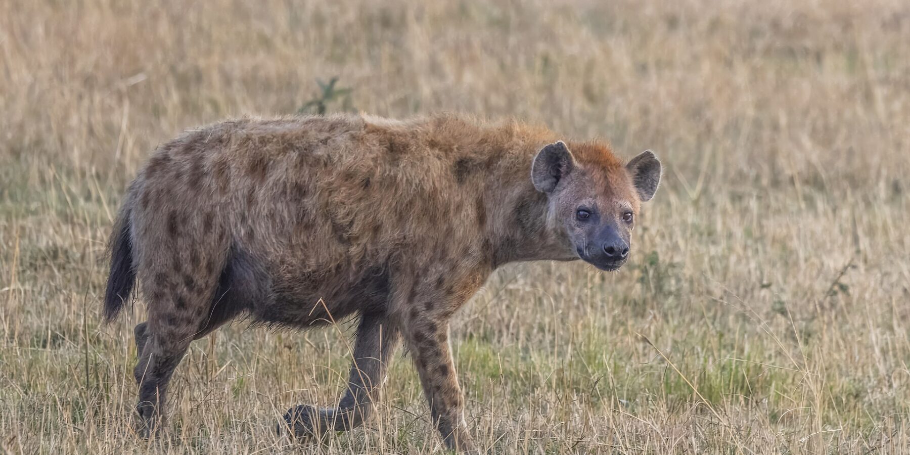 Hyena skvrnitá kráčí z profilu suchou trávou a otáčí hlavu k objektivu, se svažitým hřbetem a kulatýma ušima