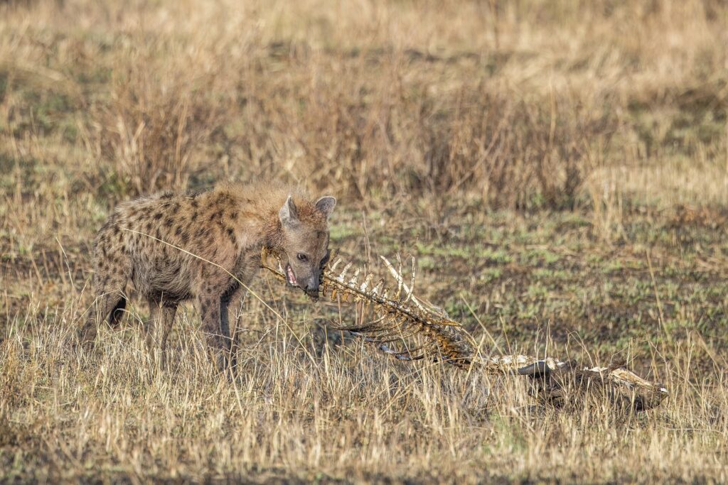 Hyena skvrnitá hryže páteř vyschlé mršiny ve žluté trávě