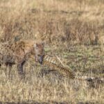 Hyena skvrnitá hryže páteř vyschlé mršiny ve žluté trávě