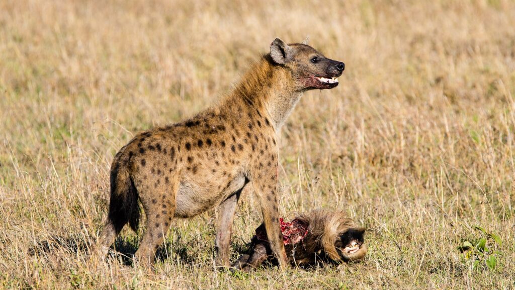 Hyena skvrnitá stojí nad hlavou pakoně, čenich má potřísněný krví a tlamu pootevřenou, kolem suchá tráva