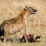 Hyena skvrnitá stojí nad hlavou pakoně, čenich má potřísněný krví a tlamu pootevřenou, kolem suchá tráva
