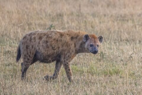Hyena skvrnitá kráčí z profilu suchou trávou a otáčí hlavu k objektivu, se svažitým hřbetem a kulatýma ušima