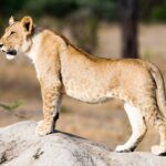 Mladý lev stojí z profilu na termitišti, na břiše a nohou ještě viditelné skvrny