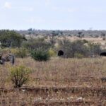 Zebra se v suché trávě drbe zadní nohou na hlavě, za ní dva pštrosi, hnědá samice a černý samec, keře a plochý obzor