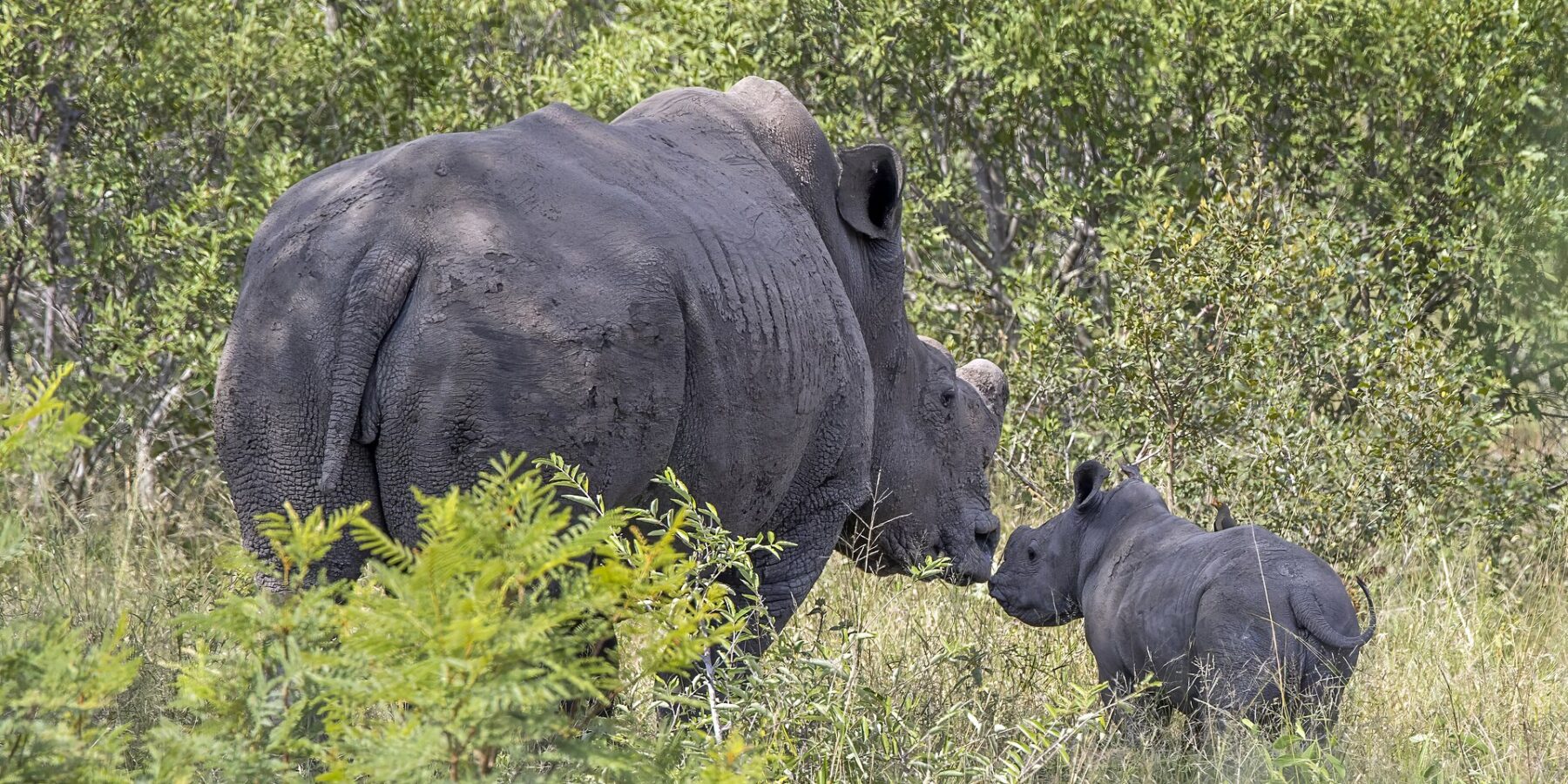 Samice nosorožce tuponosého s uříznutým rohem a kůží pokrytou zaschlým bahnem se nosem dotýká mláděte v zelené buši