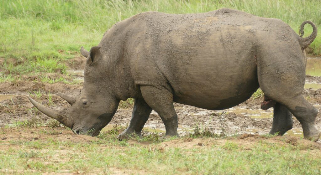 Samec nosorožce tuponosého z profilu, pokrytý bahnem, se se skloněnou hlavou pase na okraji bahniště, dlouhý přední roh míří k zemi a ocas má stočený