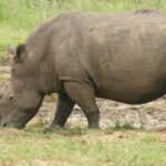 Samec nosorožce tuponosého z profilu, pokrytý bahnem, se se skloněnou hlavou pase na okraji bahniště, dlouhý přední roh míří k zemi a ocas má stočený