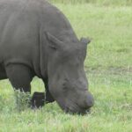 Detail pasoucího se nosorožce tuponosého bez rohu, roh je uříznutý těsně nad čenichem, kůže šedá od bahna a hranatý pysk v zelené trávě