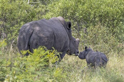 Samice nosorožce tuponosého s uříznutým rohem a kůží pokrytou zaschlým bahnem se nosem dotýká mláděte v zelené buši