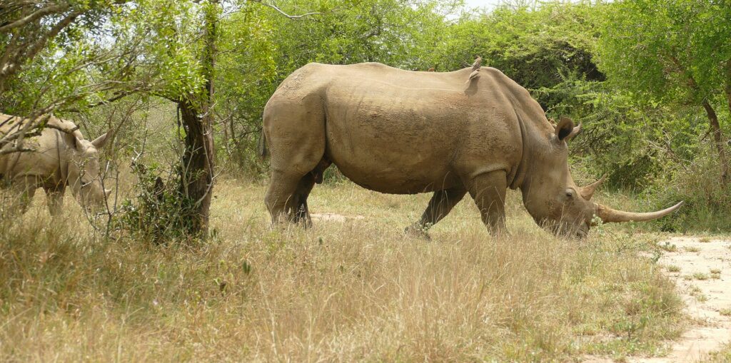 Samice nosorožce tuponosého kráčí z profilu suchou trávou, s dlouhým rohem a klubákem na hřbetě, za ní v zelených keřích mládě
