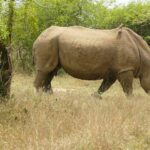 Samice nosorožce tuponosého kráčí z profilu suchou trávou, s dlouhým rohem a klubákem na hřbetě, za ní v zelených keřích mládě
