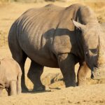 Samice nosorožce tuponosého s dlouhým rohem kráčí po holé zemi s mládětem před sebou, v pozadí ve zlatém světle zebra