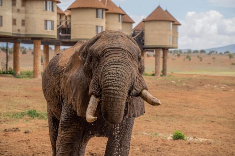 Slon v popředí před kulatými věžemi Salt Lick Safari Lodge na kůlech