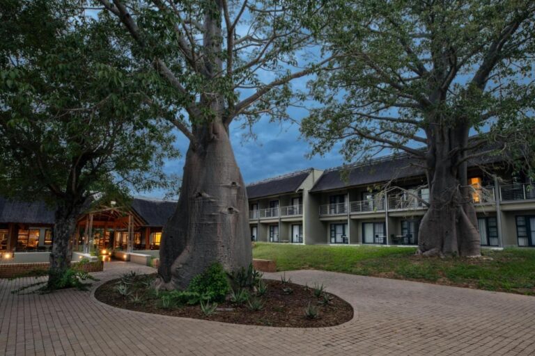 Dva baobaby na dlážděném nádvoří Skukuza Safari Lodge, před křídly s pokoji, za soumraku