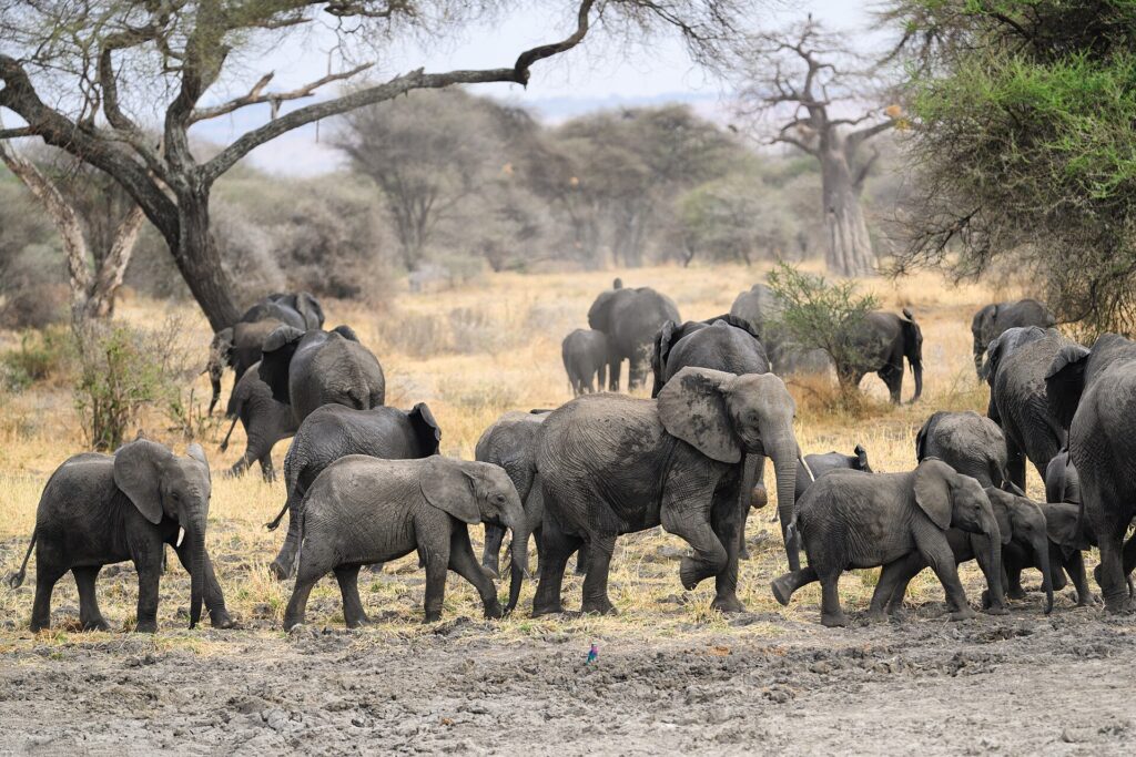 Sloní stádo s několika slůňaty přechází bahnitou půdu, za ním baobab a akácie