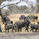 Sloní stádo s několika slůňaty přechází bahnitou půdu, za ním baobab a akácie