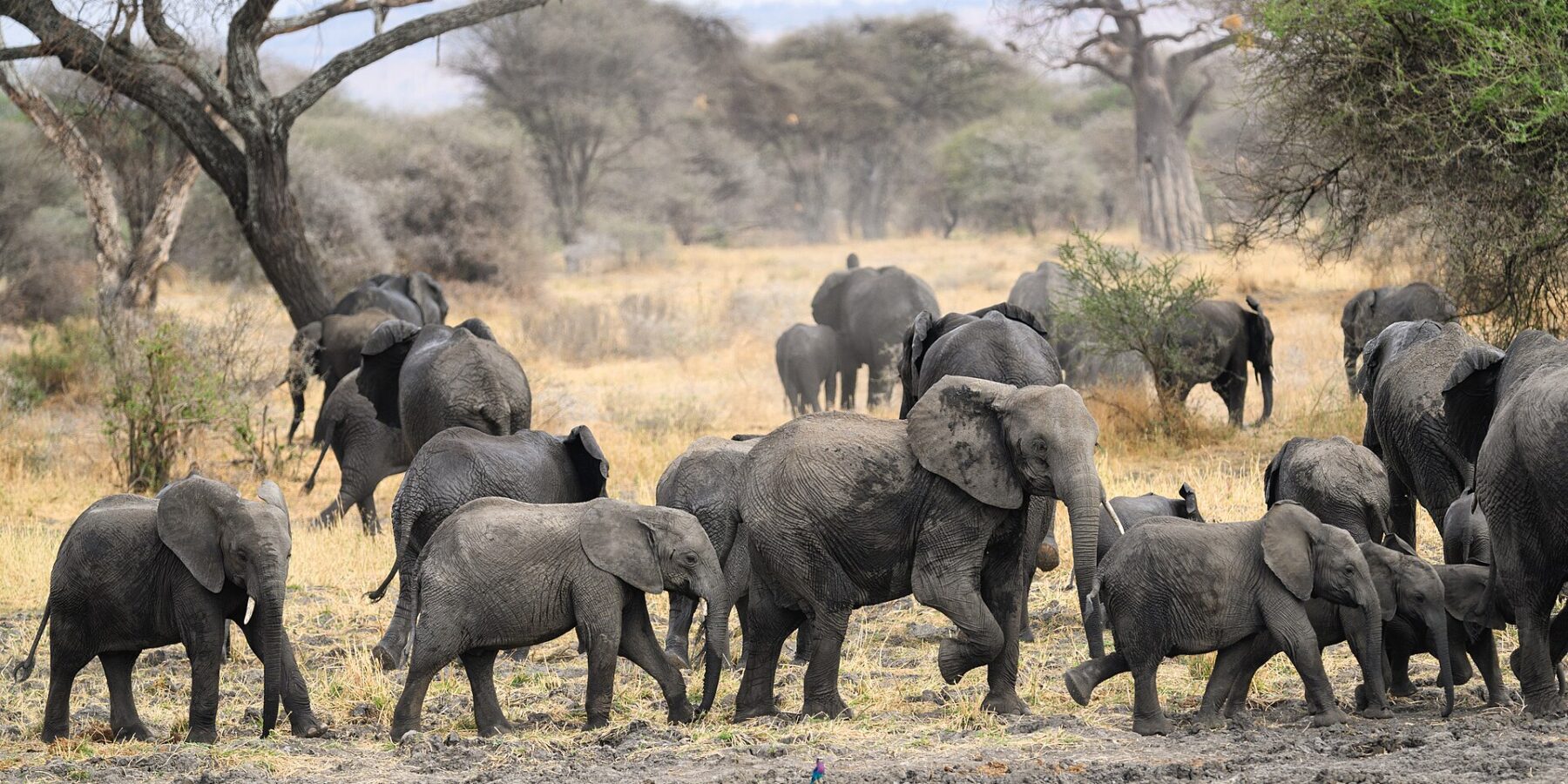 Sloní stádo s několika slůňaty přechází bahnitou půdu, za ním baobab a akácie