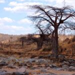 Skalnaté koryto vyschlé řeky Velká Ruaha, na břehu bezlistý baobab a v dálce na kopci zebry
