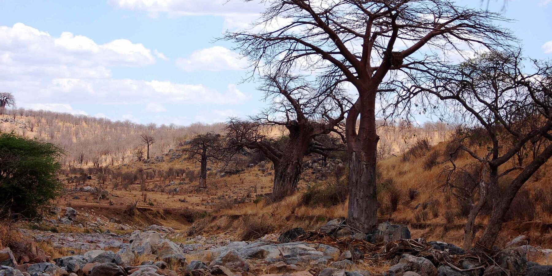 Skalnaté koryto vyschlé řeky Velká Ruaha, na břehu bezlistý baobab a v dálce na kopci zebry
