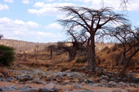 Skalnaté koryto vyschlé řeky Velká Ruaha, na břehu bezlistý baobab a v dálce na kopci zebry