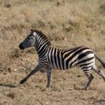 Zebra stepní cválá z profilu suchou trávou, pod kopyty se jí zvedá prach, hříva vztyčená