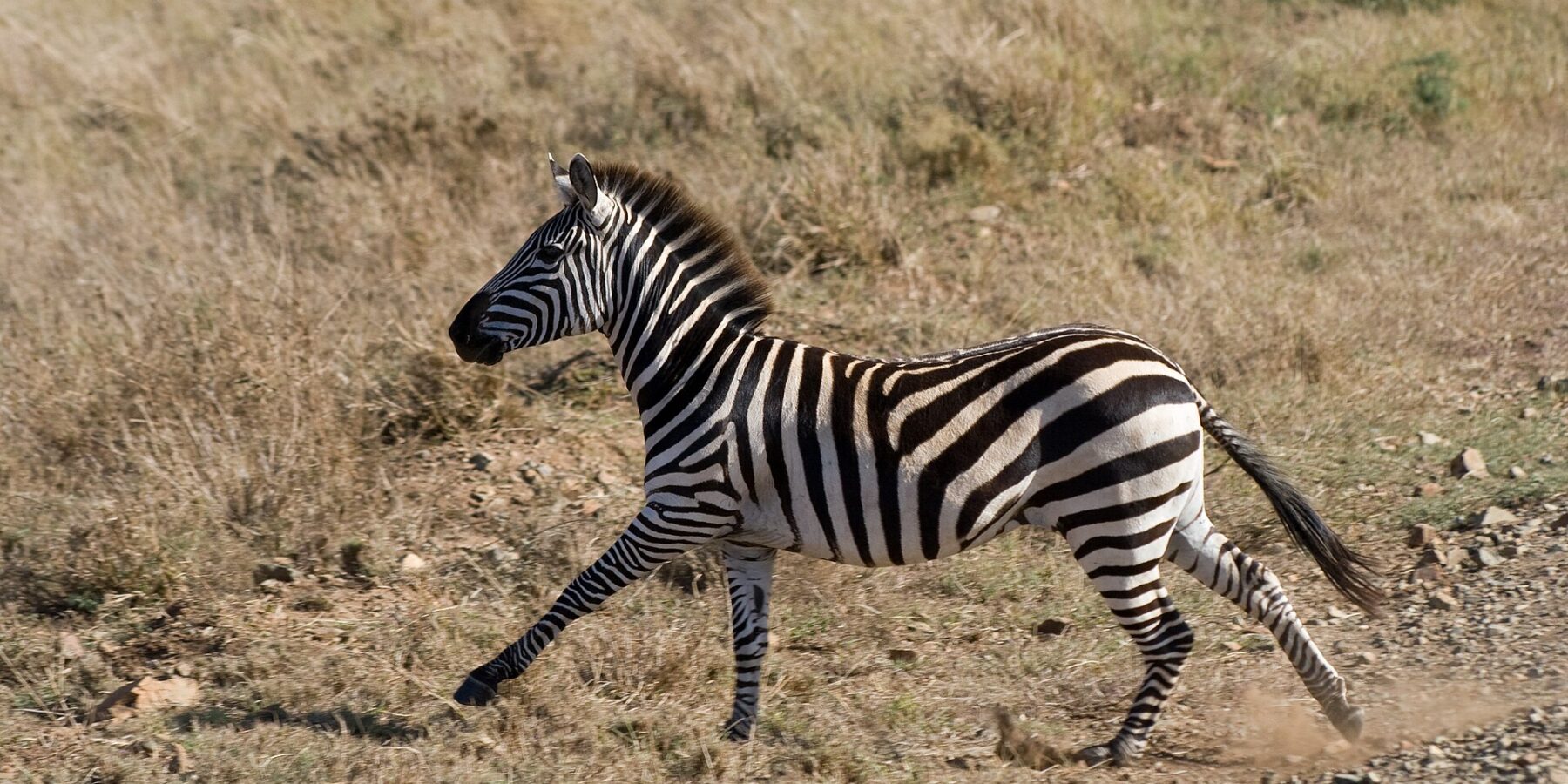 Zebra stepní cválá z profilu suchou trávou, pod kopyty se jí zvedá prach, hříva vztyčená