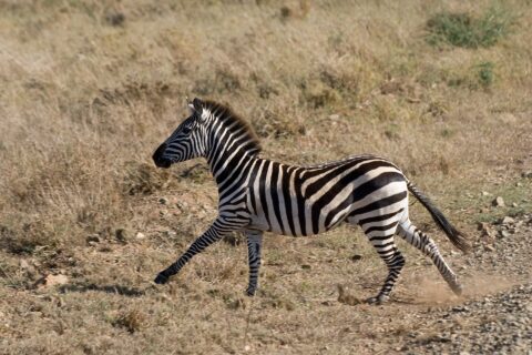 Zebra stepní cválá z profilu suchou trávou, pod kopyty se jí zvedá prach, hříva vztyčená